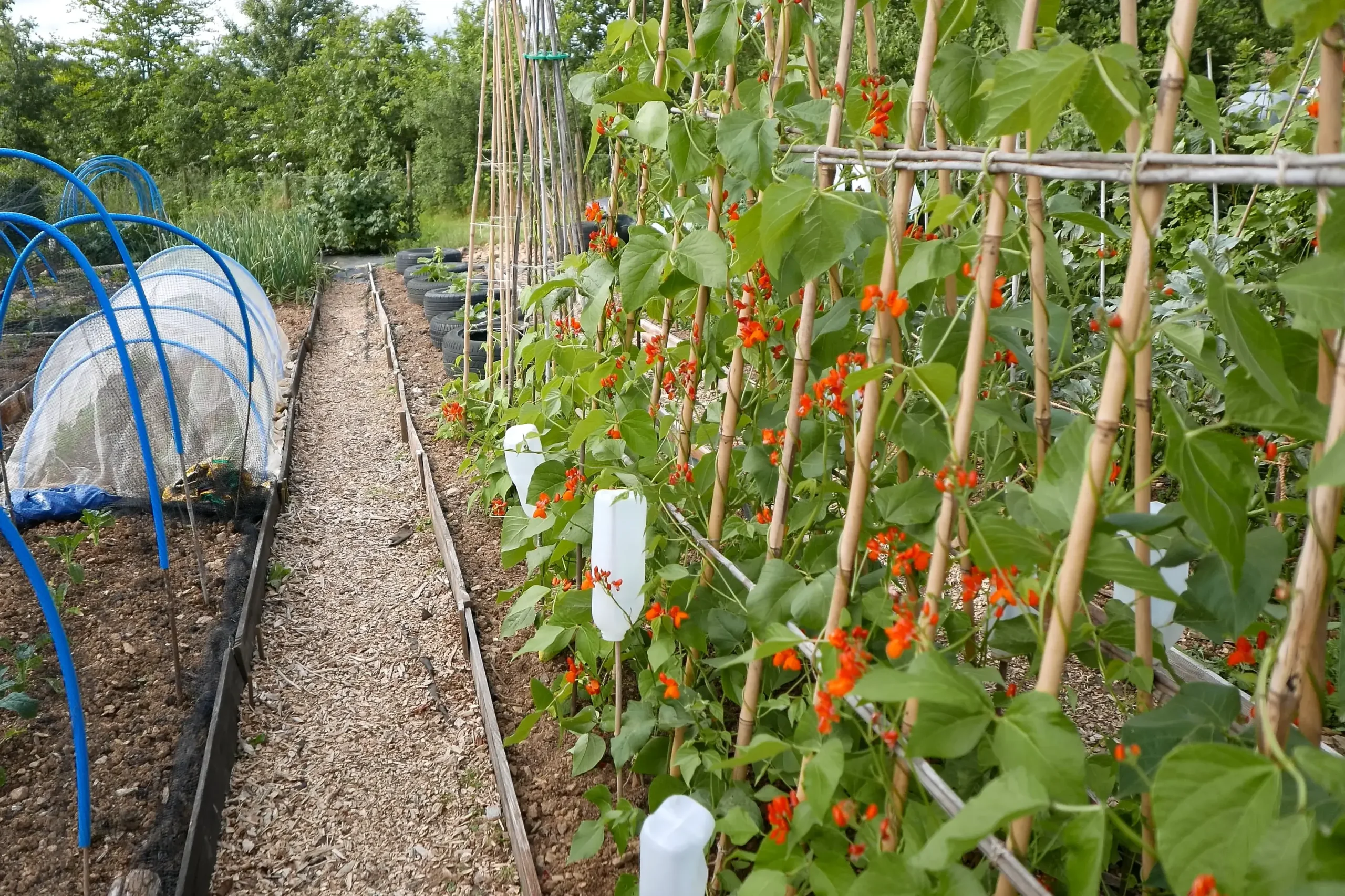 bean-frame bean frame on an allotment with red flowers