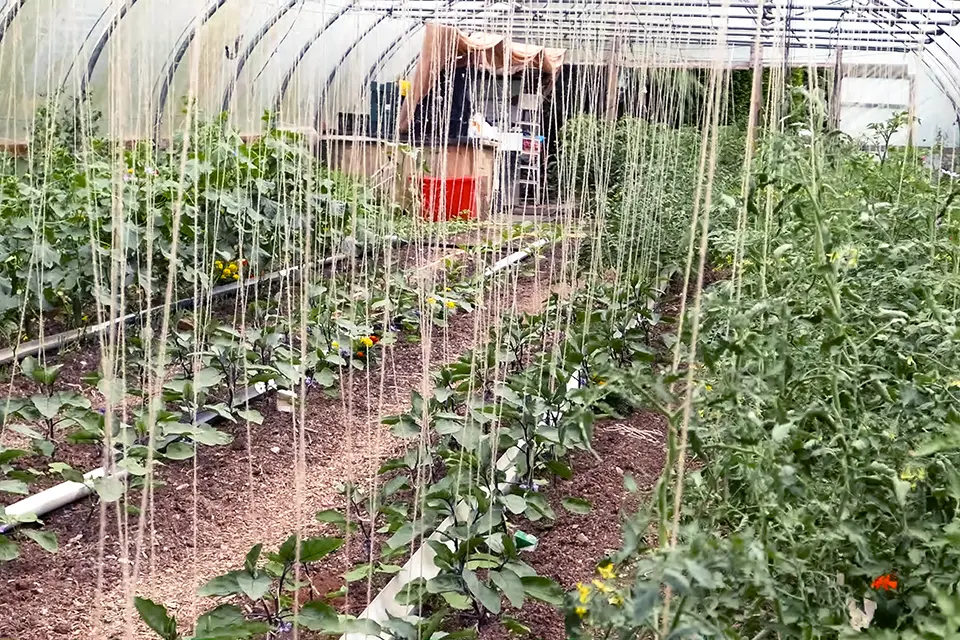 growing inside a polytunnel - aubergines and other plants with strings running down from the top of the tunnel for them to climb up