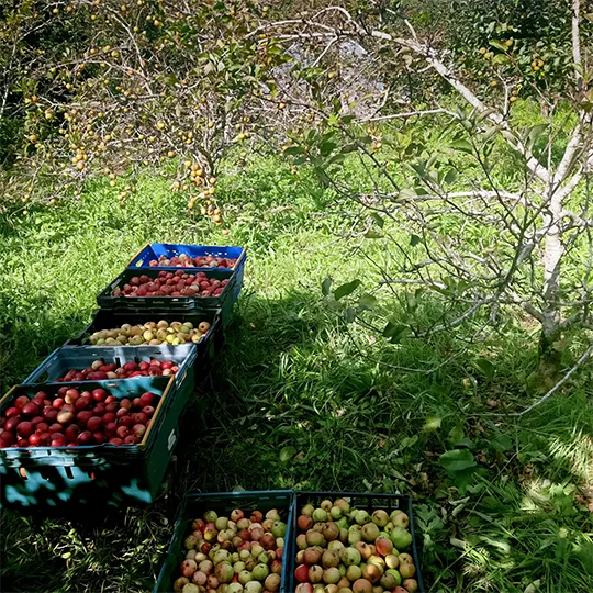 apples from Shyegrove orchard