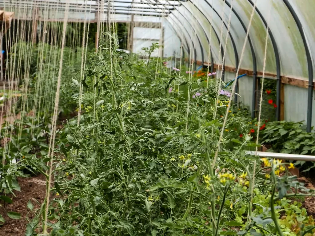skyegrove polytunnel filled with produce