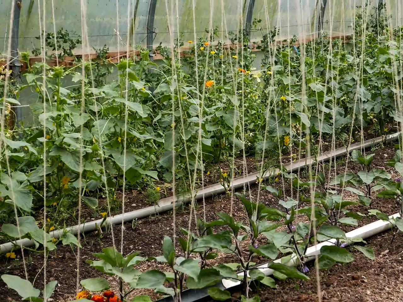 polytunnel with aubergines growing on strings