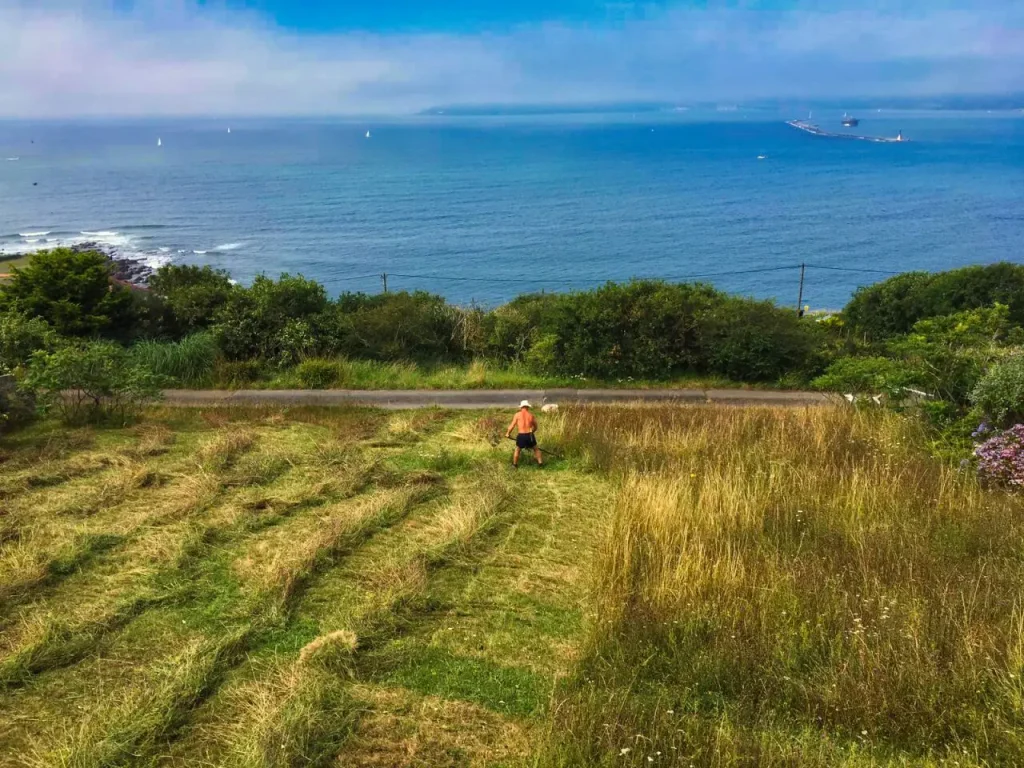 scything a field overlooking the coast - blues skies and sea