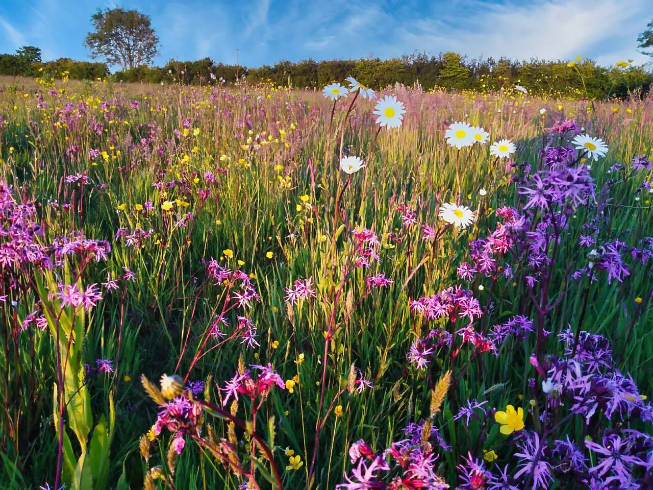 wildflower meadow